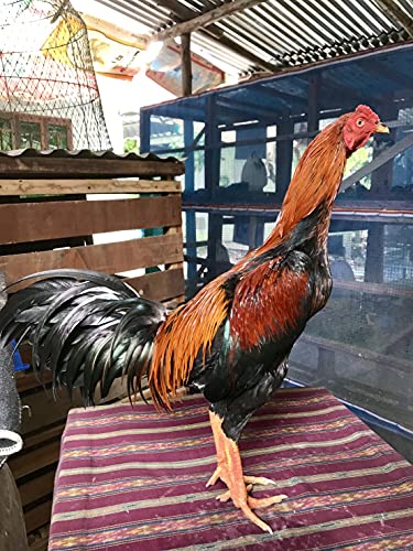 A.D.P. R1 Rooster Booster Protection Chicken Mitt Safety Poultry Bird Botas para GALLOS BREEDING Supplies 2 Pairs Color Blue & Red, Leg Protect & Care, Best Rubber - color: Red & Blue R1
