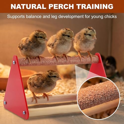 Chick Feeder and Waterer Kit with 2 Chick Perch Roost Bars | Flip Top Poultry Feeder, Chick Brooder Starter Kit, Baby Chicken Supplies for Chicks, Duck and Quail