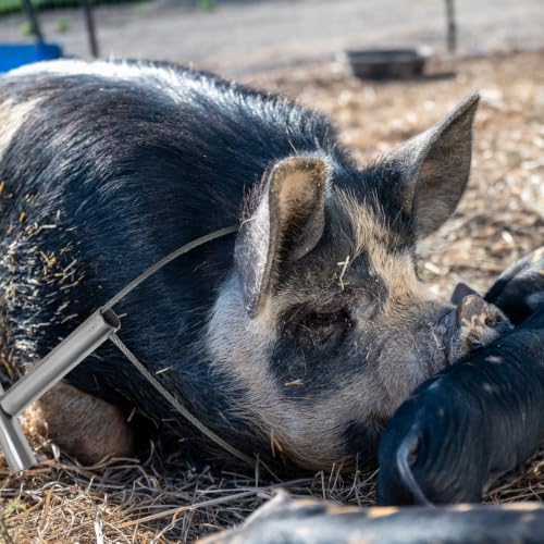 Yardwe 2 Pack Pig Catching Snares, 33.26 Inch Wire Loop Livestock Restraint Tools with Short T-Handles for Ranch and Farm Pig Handling