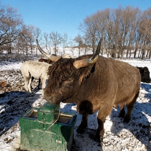 Ritchie Green OmniFount 2 Automatic Heated Livestock Waterer, 18526, Frost-Free Stainless Steel Trough, Insulated Poly Casing, 20 Dairy, 40 Beef or Horses - color: Green