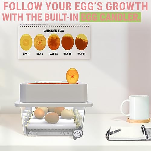 OBI-12 Egg Incubators for Hatching Eggs – Incubator for 12 Eggs with Automatic Egg Turner - Brooder for Chicken Eggs, Quail, and Duck Eggs - Orange - color: Orange