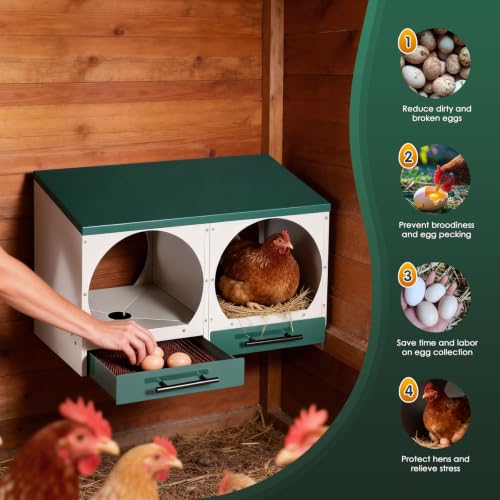 Chicken Nesting Box, Wall-Mounted Metal Roll Away Egg Laying Box | Galvanized Steel 2 Compartment Chicken Laying Boxes with Roll Away Egg Collection&Pull-Out Trays for Hens, Chickens, Ducks