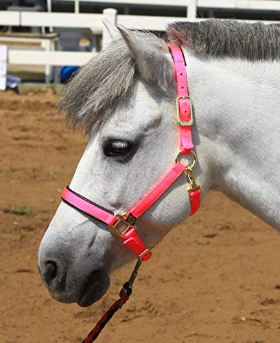 T TEKE Adjustable Horse Halters by Heavy Duty Soft Nylon, Padded with Anti-rubbing Waffle Neoprene on Both Crown & Nose - color: Purple, size: XXS Pony