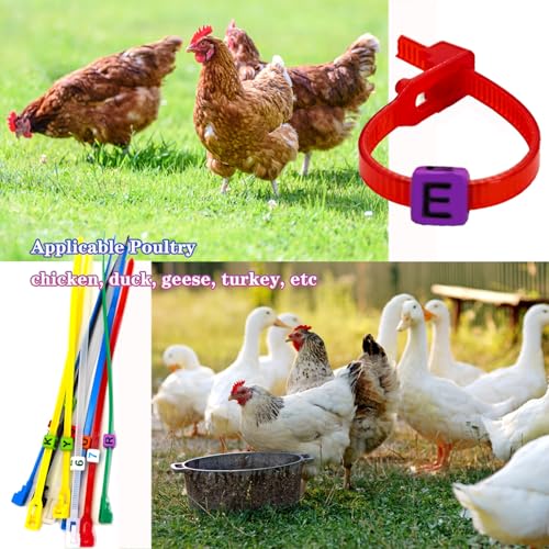 100 Pcs Adjustable Chicken Leg Bands with Charms Accessories | Colorful Poultry Identification Leg Bands for Turkey Duck Goose Bird