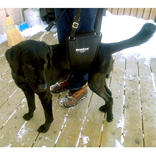 GINGERLEAD Dog Sling Hind Leg Support, M/LG Unisex with Cutout, Made in USA | Help Pets Walk, K9s Recover from Surgery, Fits Male & Female, Integrated Leash, Machine Wash/Dry, Chest Harness NOT Included - size: Medium-Large - Unisex