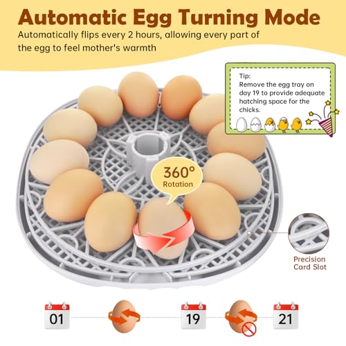 Egg Incubator for Hatching Chicks, Automatic Egg Turner Holds 12 Eggs | Smart Incubator 360° Clear Window with Temperature Display Egg Candler for Small Poultry Chickens Ducks Quails Eggs