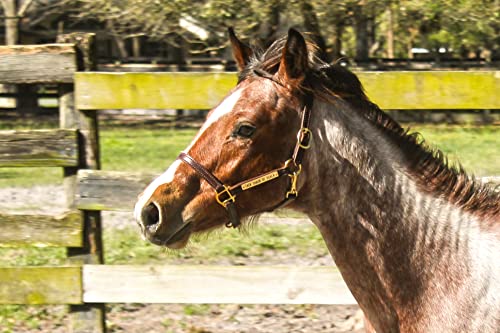 Turnout Leather Halter for Horses with Customized Engraved Name Plate | Brown Leather with Solid Brass Hardware | Fixed Chin, Double Buckle Crown - size: Draft