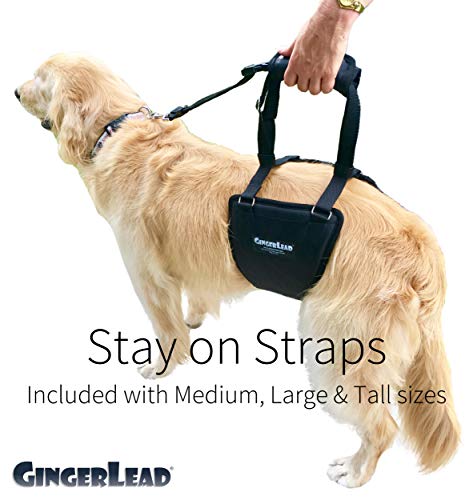 GINGERLEAD Dog Sling Hip Lift Support Harness, Tall Female, Made in USA | Fits Tall, Lean Dogs like Greyhounds or Great Danes, Padded Mobility Aid, Help Pets Walk or Balance, Machine Wash & Dry - size: Tall - Female
