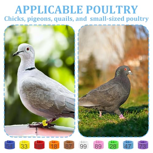 100 Pcs 8mm Birds Leg Rings, 10 Colors Readable Numbered Quail Pigeons Chick Identification Leg Bands Clip on Leg Rings for Baby Chick Finch Bantam Dove Small Birds