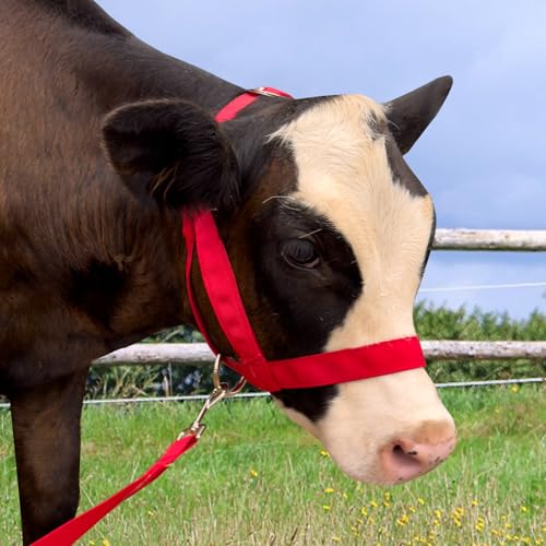 Cow Halter Cattle Halters Calf Halter with Leading Rope，Adjustable Nylon Livestock Cattle Halter，for Miniature Horse Donkey Goat Foal (Red, Medium) - color: Red, size: Medium