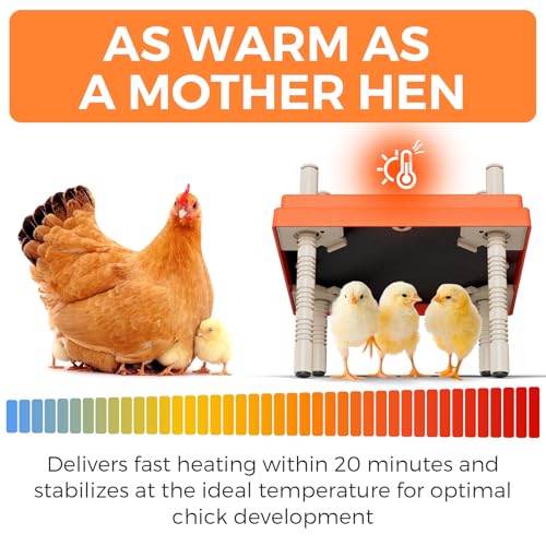 Large Chick Brooder Heating Plate 12" x 12" with Anti-Roosting Cone, Stepless Adjustable Height for Up to 25 Chicks, Energy Efficient Mother Hen Brooder for Poultry - color: ORG-12