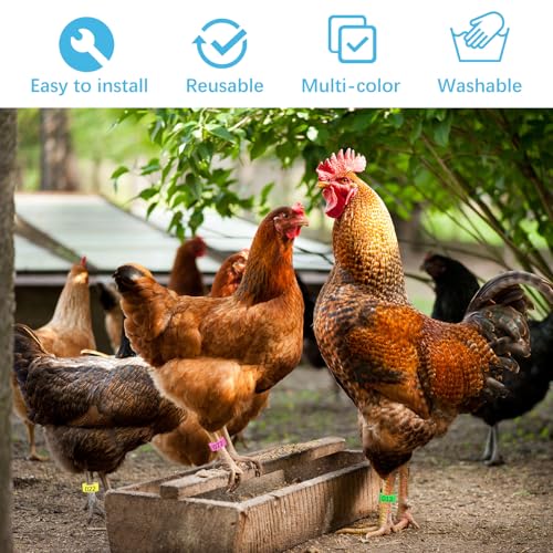 80 PCS Chicken Leg Bands, 1-80 Numbered Poultry Leg Bands 16mm Plastic Chicken Identification Rings, 8 Colors Coded Legs Band for Farmers Chickens Quail Chick Duck Bird
