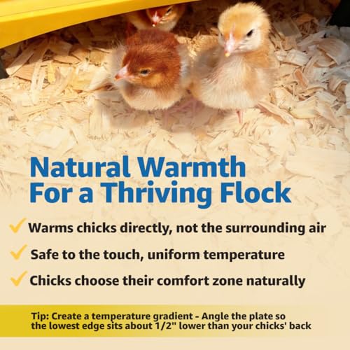 Brinsea Ecoglow Safety 600 Chick or Duckling Brooder, Up to 20 Chicks | 50+ years of trusted care! Height-adjustable 12W Brooder Plate delivers safe low voltage heat for natural stress-free growth - size: Up to 20 newborn chicks or 12 older chicks