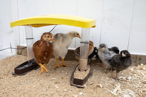 Cozy Chickens Chick Brooder Habitat 100 Watt Water & feeding Tubes