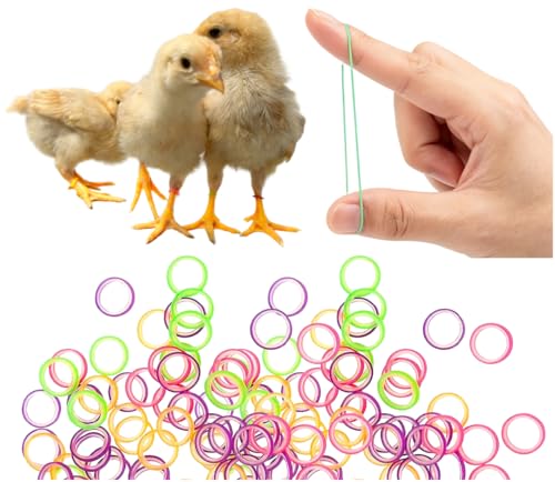 100PCS Baby Poultry Leg Bands, Soft Elastic Chicken Leg Rings for Identification, Comfort Fit for Chicks Ducklings Bantams Pigeons Parrots Canaries and Small Birds (Medium (Size 4) 1/4”) - size: MEDIUM (Size 4)1/4”