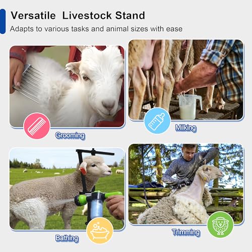 Foldable Goat Miliking Stand - 51x23 inch Metal Livestock Stand with Removable Feeding Tray, 500lbs Capacity Goat Sheep Stand for Trimming Shearing Milking Hoof with Adjustable Headpiece and Height