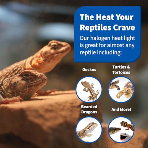 Pangea 75W Halogen Heat Lamp for Reptiles, Warming Infrared UVA Light | Designed for Ceramic Sockets - Reptile Enclosure Heat Lamp for Bearded Dragons, Leopard Geckos, Tortoises, Crested Geckos