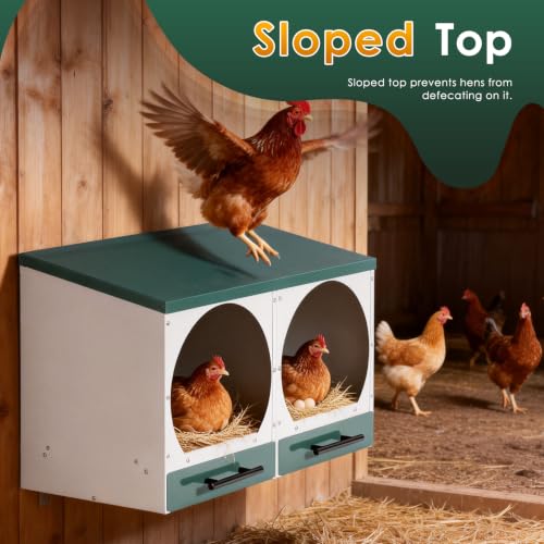 Chicken Nesting Box, Wall-Mounted Metal Roll Away Egg Laying Box | Galvanized Steel 2 Compartment Chicken Laying Boxes with Roll Away Egg Collection&Pull-Out Trays for Hens, Chickens, Ducks
