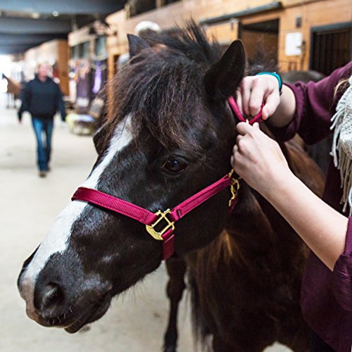 Intrepid International Durable Nylon Miniature Horse Halter w/Adjustable Chin & Throat Snap - color: Pink