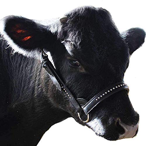 Derby Originals New and Improved Premium Show Spotted Flat Leather Cattle Show Halter with Matching Chain Lead - color: Black, size: Small (350-700lbs)