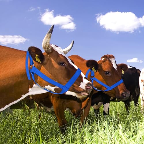 M METERXITY 2-Pack Adjustable Cattle Cow Calf Halter, 15.74"-19.68" Nylon Livestock Cow Halter for Miniature Horse/Donkey/Goat/Cattle [Blue]