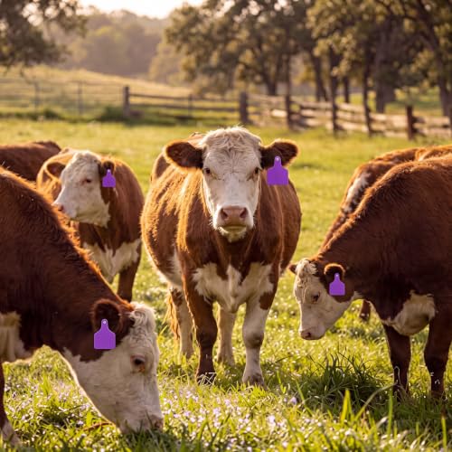 Lothee 100 Pcs Blank Cattle Ear Tags with Pliers Large Purple Plastic Precision Animal Identification Blank Livestock Ear Tags for Cattle Cow Horse Dog Pig Goat Sheep Farm Management - color: Purple
