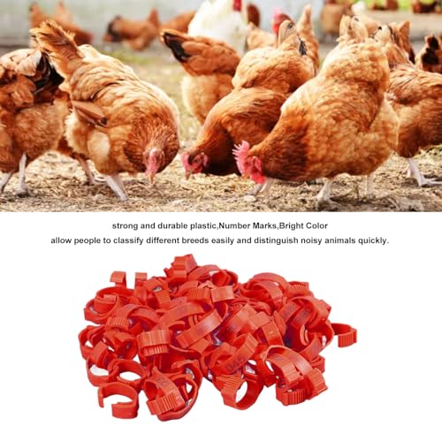 100Pcs Chicken Leg Rings,Bright Color Chicken Identification Bands Clip On Plastic Numbered Poultry Leg Bands for Birds Ducks Goose Gamefowl (100Pcs Red Rings with Number Markers)