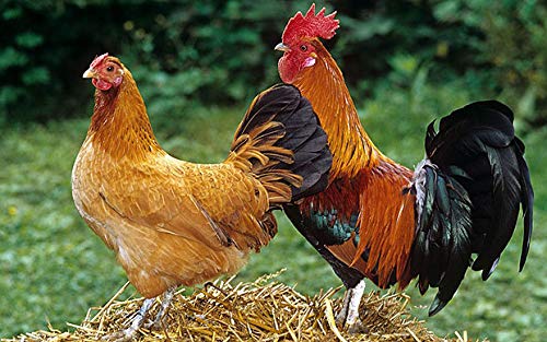 A.D.P. R1 Rooster Booster Protection Chicken Mitt Safety Poultry Bird Botas para GALLOS BREEDING Supplies 2 Pairs Color Blue & Red, Leg Protect & Care, Best Rubber - color: Red & Blue R1