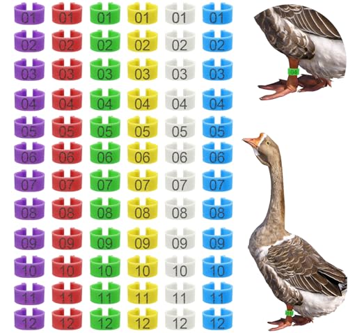 Keedolla 72 Pcs 25mm Colorful Numbered Duck and Goose Leg Bands, Extra Large Chicken Leg Rings Poultry Turkey Leg Bands Clip on Duck Ankle Tags for Turkey Goose Duck Guinea Chicken Gamefowl - size: 25mm - 6 Colors