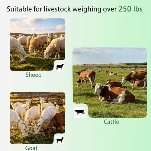 24 Count Extra Large Castration Bands, Bull Calves Sheep Goat Castrating Bands, Cattle Banding Tool for Farm Ranch Large Livestock