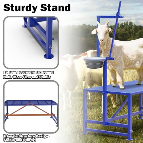 Goat Milking Stand with Feed Bin, 400LBs Goat Stand for Sheep Trimming and Milking, Hoof Trimming Stand Adjustable Size for Pygmy, Dwarf Goats, Iron Blue - color: Blue, size: M-35*18 Inch