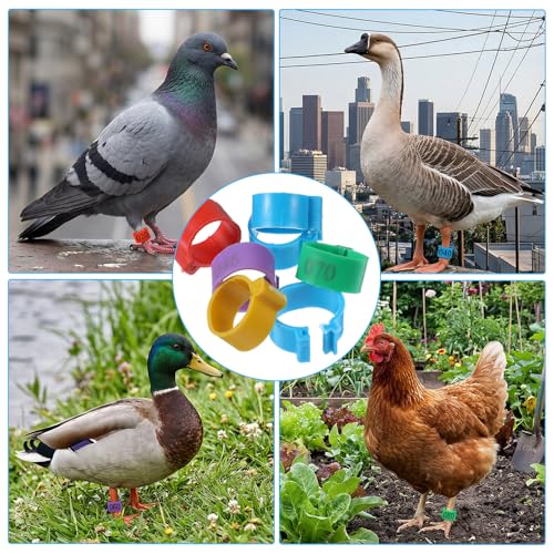 100 PCS Chicken Leg Bands, 16mm Plastic Chicken Bands, Color-Coded Numbered Poultry Identification Rings for Chickens Ducks Medium Birds, Easy Snap on Ankle Band for Flock ManagementManagement