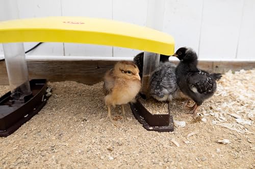 Cozy Chickens Chick Brooder Habitat 100 Watt Water & feeding Tubes