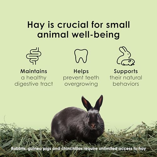 Kaytee Timothy Hay, High Fiber for Rabbits, Guinea Pigs, 32 Ounces | Supports digestive health. Hand-selected rabbit hay. Guinea pig hay, chinchilla hay, pesticide free - size: 2 Pound (Pack of 1)