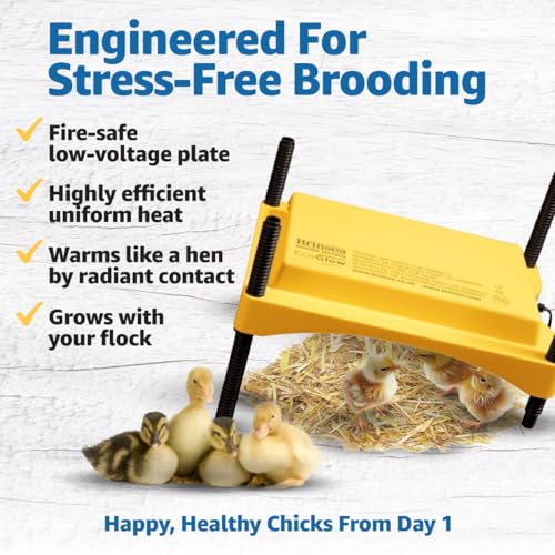 Brinsea Ecoglow Safety 600 Chick or Duckling Brooder, Up to 20 Chicks | 50+ years of trusted care! Height-adjustable 12W Brooder Plate delivers safe low voltage heat for natural stress-free growth - size: Up to 20 newborn chicks or 12 older chicks