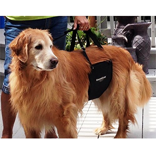 GINGERLEAD Dog Sling Hind Leg Support, M/LG Unisex with Cutout, Made in USA | Help Pets Walk, K9s Recover from Surgery, Fits Male & Female, Integrated Leash, Machine Wash/Dry, Chest Harness NOT Included - size: Medium-Large - Unisex