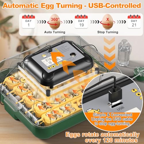 125 Egg Incubator for Hatching Eggs with Automatic Egg Turning | Temperature & Humidity Display, Hatch Day Countdown, Egg Candler, Quail Egg Incubator for Chicken, Dove and Other Birds - size: M- 196 Quail Eggs