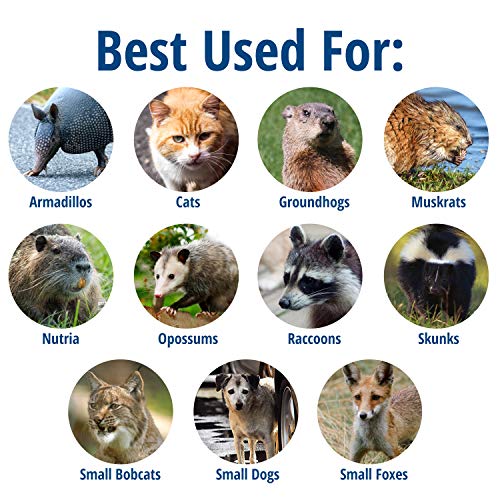 Havahart Large 2 Door Humane Catch and Release Live Animal Trap for Armadillos, Beavers, Bobcats, Small Dogs, Cats, Foxes, Groundhogs, Nutria, Opossums, Raccoons, Live Catch Trap for Stray Dogs 1045SR