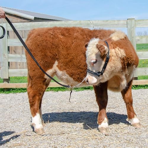 Derby Originals New and Improved Premium Crystal Bling Rhinestone Inlay Flat Leather Cattle Show Halter with Matching Chain Lead - color: Havana, size: Large (950lbs-1500lbs)