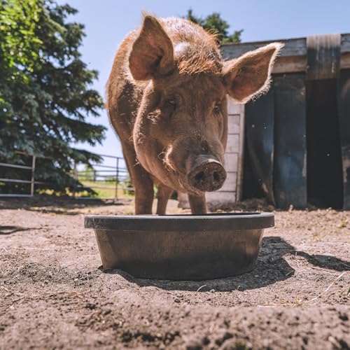 Red Barn 6.5 Gallon Rubber Feed Pan – Large Flexible Livestock Feed & Water Tub for Horses & Cattle – Heavy Duty Rubber Farm Utility Pan - size: 6.5 Gallon