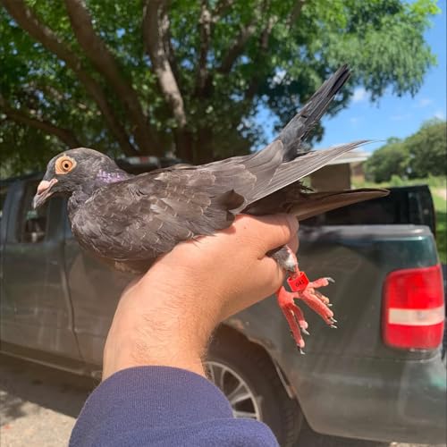 200 Pcs 8mm Chick Leg Bands, Colorful Numbered Bird Quail Leg Rings Identification Legs Bands Baby Chicken Supplies Poultry Tags for Chick Bantam Finch Dove Small Birds (Ten Colors) - size: 0.4 x 0.4 x 0.27 inches