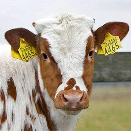 Cattle Ear Tags 301-400 Numbered Large Plastic Livestock Ear Tag,Yellow | L3'' x W 2.5'' For Sheep Calf Goat Pig,Animal Id Tags For Ranch & Farm Herd Tracking, Laser Print Clear Numbers,Copper Head - color: Yellow, size: 301-400