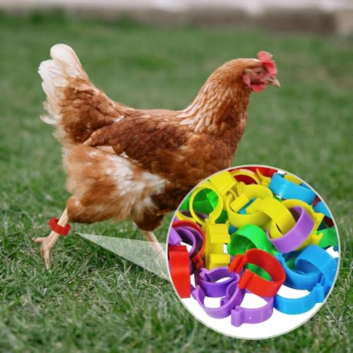 Chicken Leg Bands, 50 Pack, 20mm, 5 Colors, Poultry ID Tags for Ducks, Bantam, Guinea, Goose (50, Multicolor)