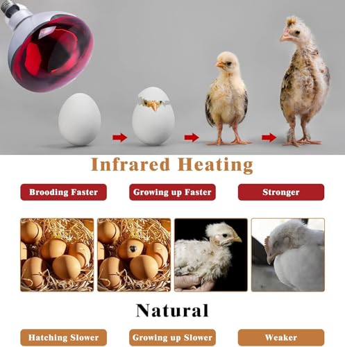 2 Pack 275W Infrared Heat Bulbs Red Heat Lamp Glass for Food Service Brooder Bulb Chicks Pet Bathroom Heat Bulb 110V E26 Base Sauna Light Therapy Use Flood Light Heat Lamp Bulbs