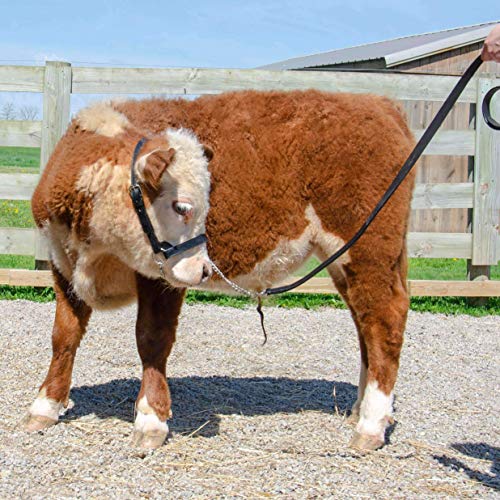 Derby Originals Premium Fancy Stitch Flat Leather Cattle Show Halter – Adjustable Fit with 48" Lead and 14" Chain, Small/Medium/Large – 1-Year Warranty - color: Havana, size: Small (350-700lbs)