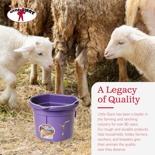 Little Giant P8FBPURPLE 2 Gallon All Purpose Heavy Duty Farm Flat Back Plastic Buckets for Supplies, Toys, Laundry, and Water, Purple, (2 Pack)