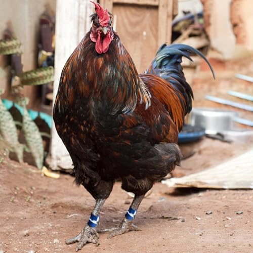 Gamefowl Rooster Supplies Chicken Shoes Gallos De Pelea Accessories Chicken Supplies Poultry Care Supplies Leg Protect 2 Pairs Color Pink and Green - color: Pink and Green