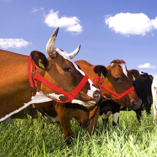 M METERXITY 1-Pack Adjustable Cattle Cow Calf Halter, 13.78"-17.7" Nylon Livestock Cow Halter for Miniature Horse/Donkey/Goat/Cattle [Red] - color: Red