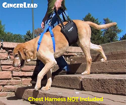 GINGERLEAD Dog Sling Hind Leg Support, M/LG Unisex with Cutout, Made in USA | Help Pets Walk, K9s Recover from Surgery, Fits Male & Female, Integrated Leash, Machine Wash/Dry, Chest Harness NOT Included - size: Medium-Large - Unisex