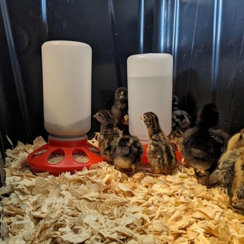 Plastic 1-Quart Chicken Waterer and Chick Drinker | Durable Watering Container for Chickens, Ducks, Ducklings, Chicks, Turkeys, Quail and More
